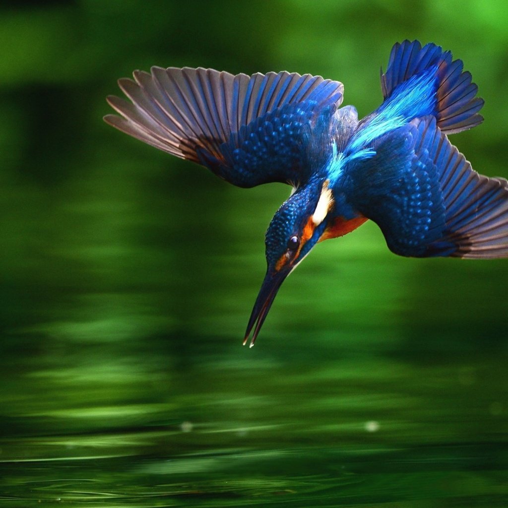 Обои вода, крылья, птица, клюв, перья, зимородок, water, wings, bird, beak, feathers, kingfisher разрешение 1920x1200 Загрузить