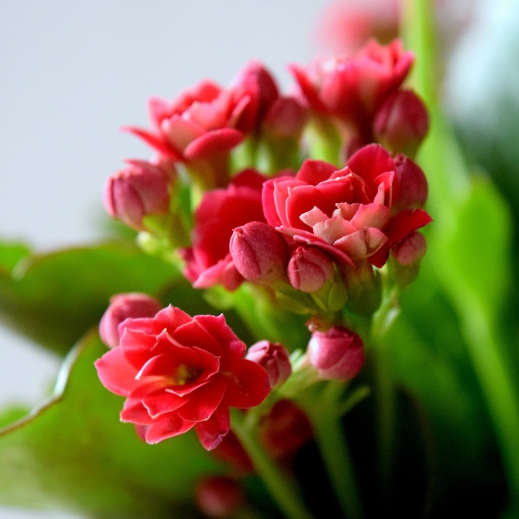 Обои цветы, лепестки, красные, flowers, petals, red разрешение 6000x4000 Загрузить
