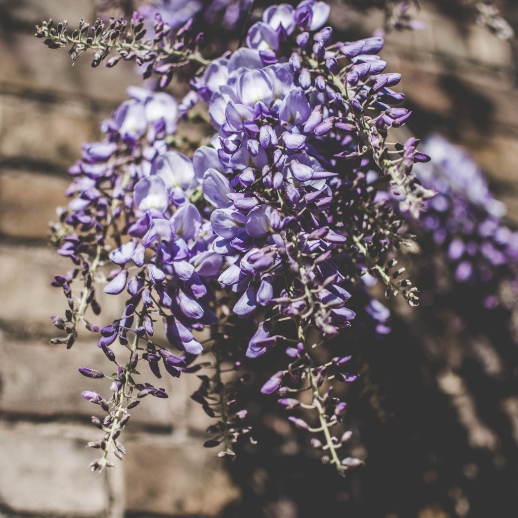 Обои цветы, букет, люпины, flowers, bouquet, lupins разрешение 6000x4000 Загрузить