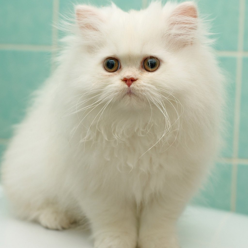 Обои котенок, пушистый, белый, перс, персидская кошка, kitty, fluffy, white, pers, persian cat разрешение 1920x1200 Загрузить