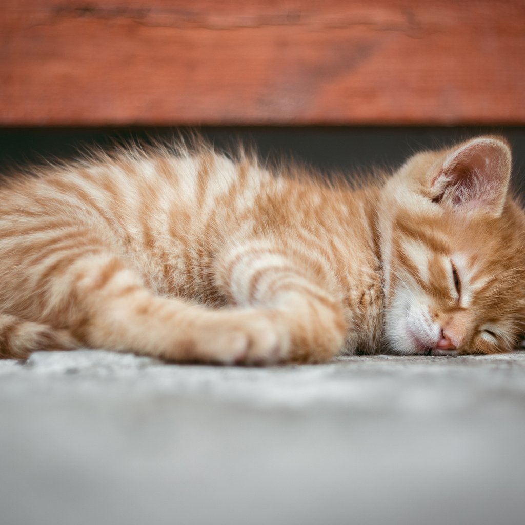 Обои мордочка, кошка, сон, котенок, рыжий, muzzle, cat, sleep, kitty, red разрешение 3840x2400 Загрузить
