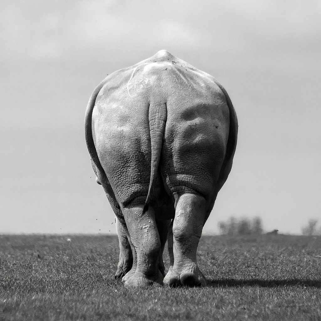 Обои слон, чёрно-белое, вид сзади, elephant, black and white, rear view разрешение 2048x1365 Загрузить