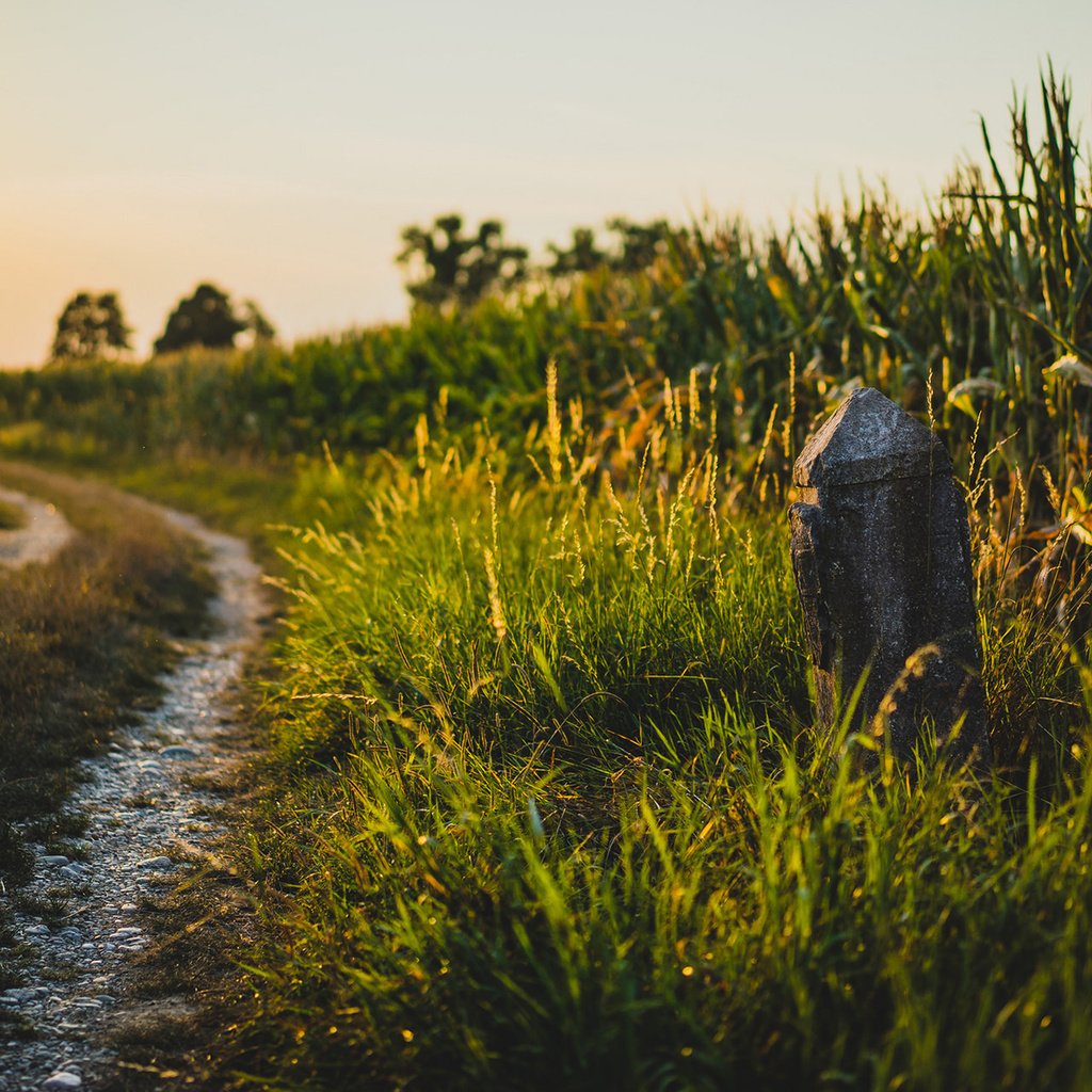 Обои дорога, трава, природа, поле, лето, road, grass, nature, field, summer разрешение 1920x1200 Загрузить