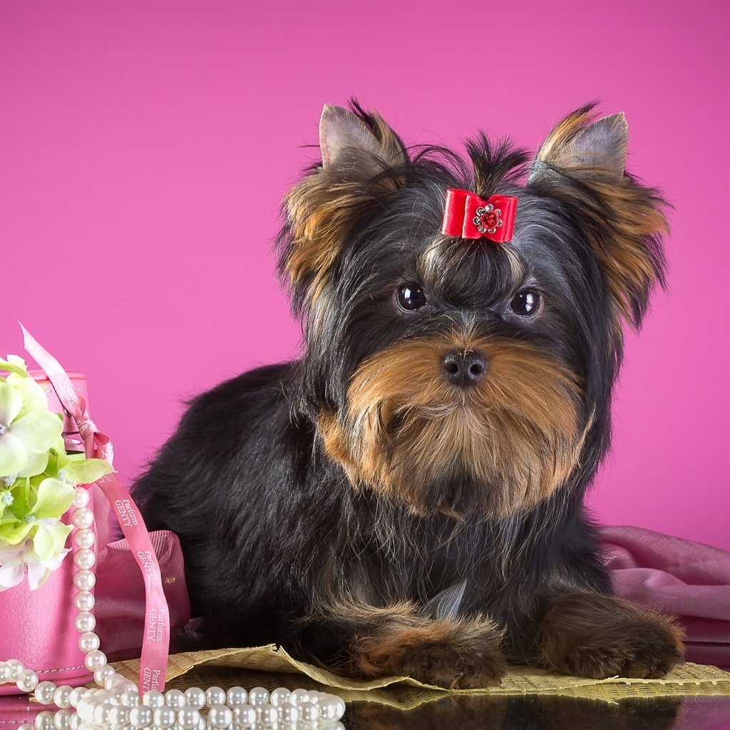 Обои цветы, собака, щенок, ожерелье, бантик, йорк, йоркширский терьер, flowers, dog, puppy, necklace, bow, york, yorkshire terrier разрешение 2880x1800 Загрузить