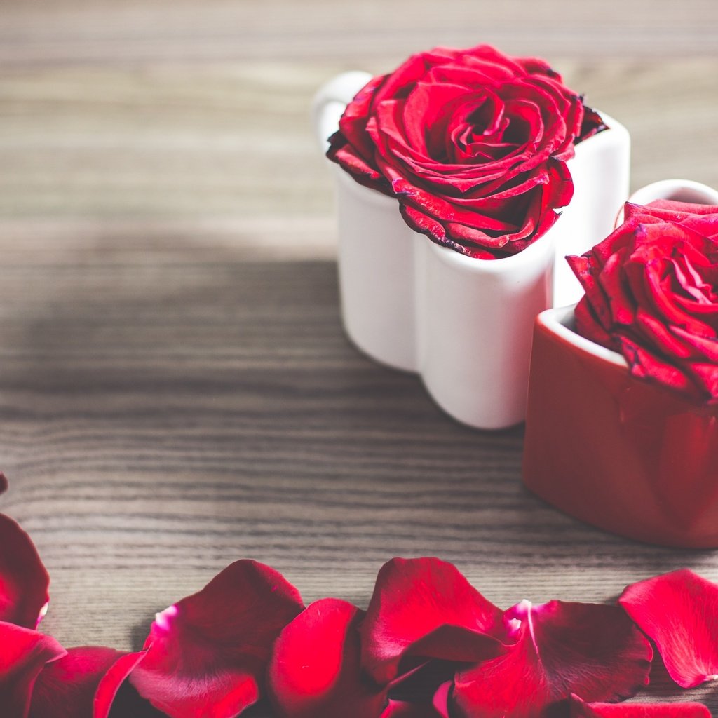 Обои цветы, розы, лепестки, кружки, flowers, roses, petals, mugs разрешение 2880x1800 Загрузить