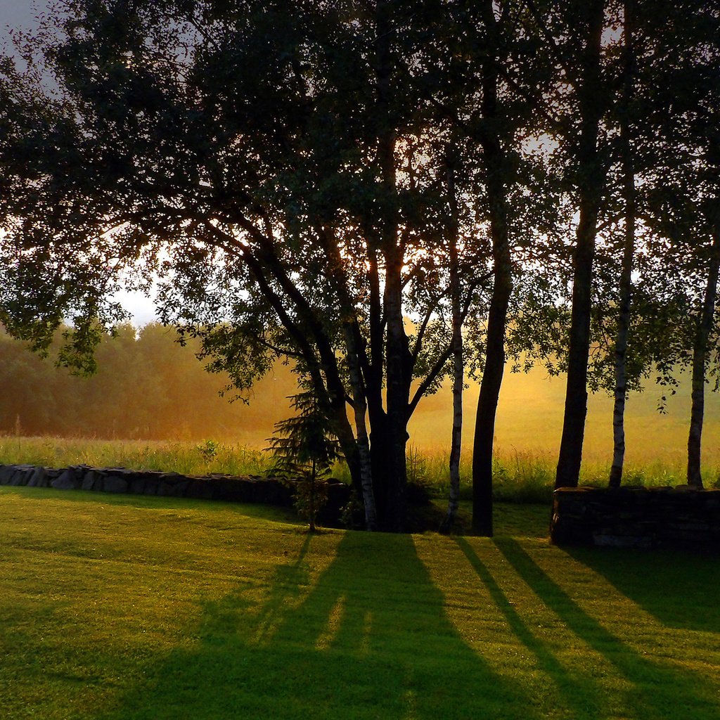 Обои небо, трава, деревья, стволы, тени, солнечный свет, the sky, grass, trees, trunks, shadows, sunlight разрешение 2560x1440 Загрузить