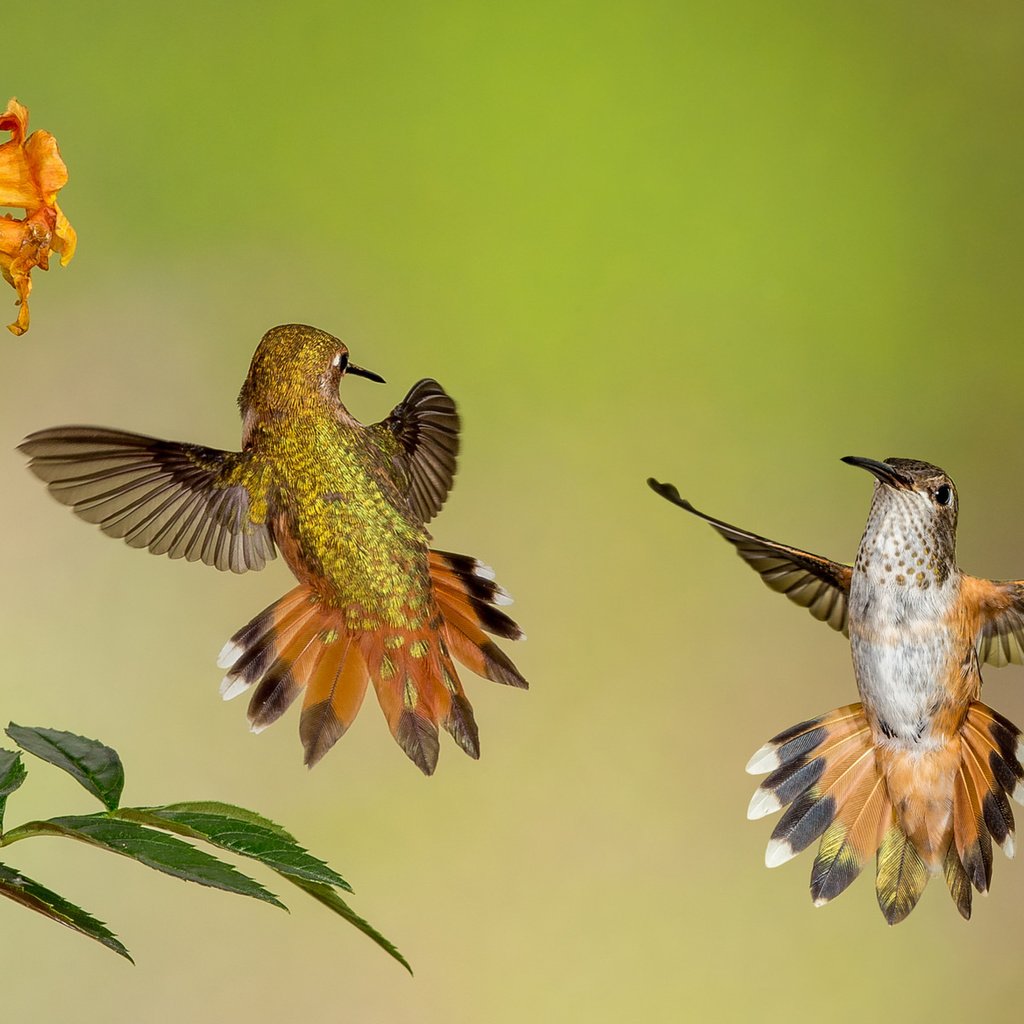 Обои цветы, крылья, птицы, клюв, перья, колибри, flowers, wings, birds, beak, feathers, hummingbird разрешение 3840x2160 Загрузить