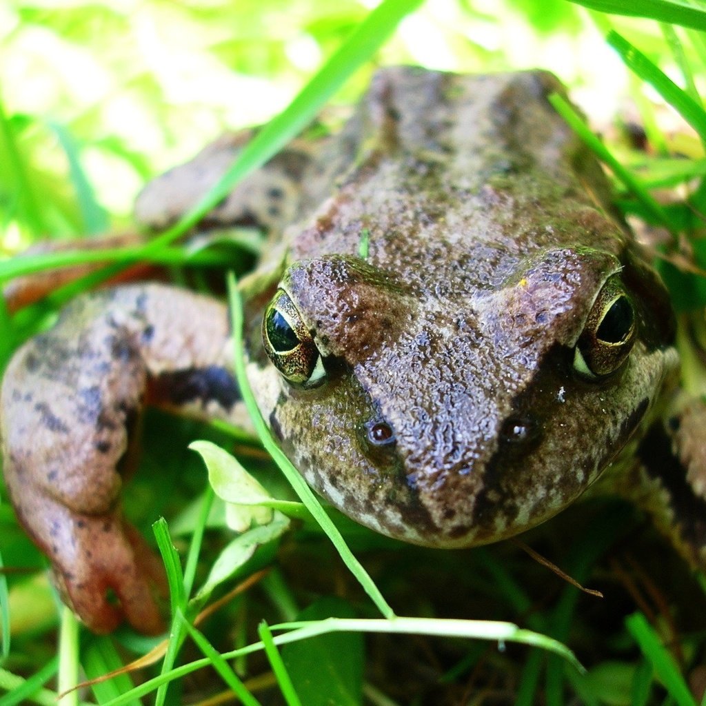 Обои глаза, трава, макро, лето, сад, лягушка, жаба, земноводные, eyes, grass, macro, summer, garden, frog, toad, amphibians разрешение 2288x1350 Загрузить