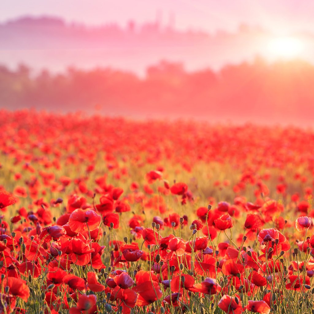 Обои цветы, туман, поле, горизонт, красные, маки, flowers, fog, field, horizon, red, maki разрешение 1920x1200 Загрузить