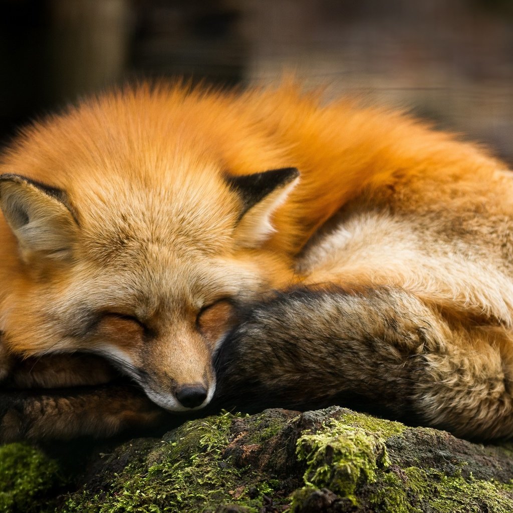 Обои спит, рыжая, лиса, хищник, камень, мох, лисица, sleeping, red, fox, predator, stone, moss разрешение 2560x1600 Загрузить