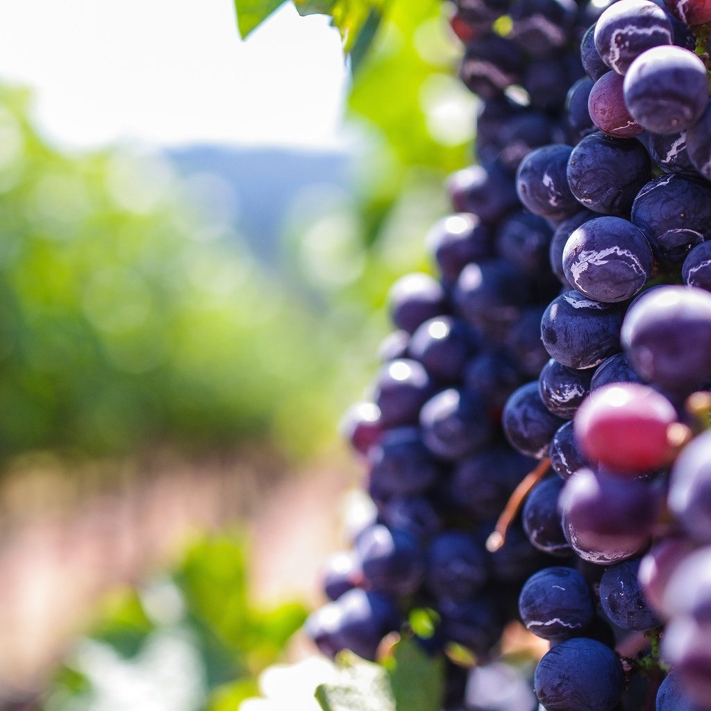 Обои виноград, размытость, ягоды, боке, grapes, blur, berries, bokeh разрешение 3936x2624 Загрузить