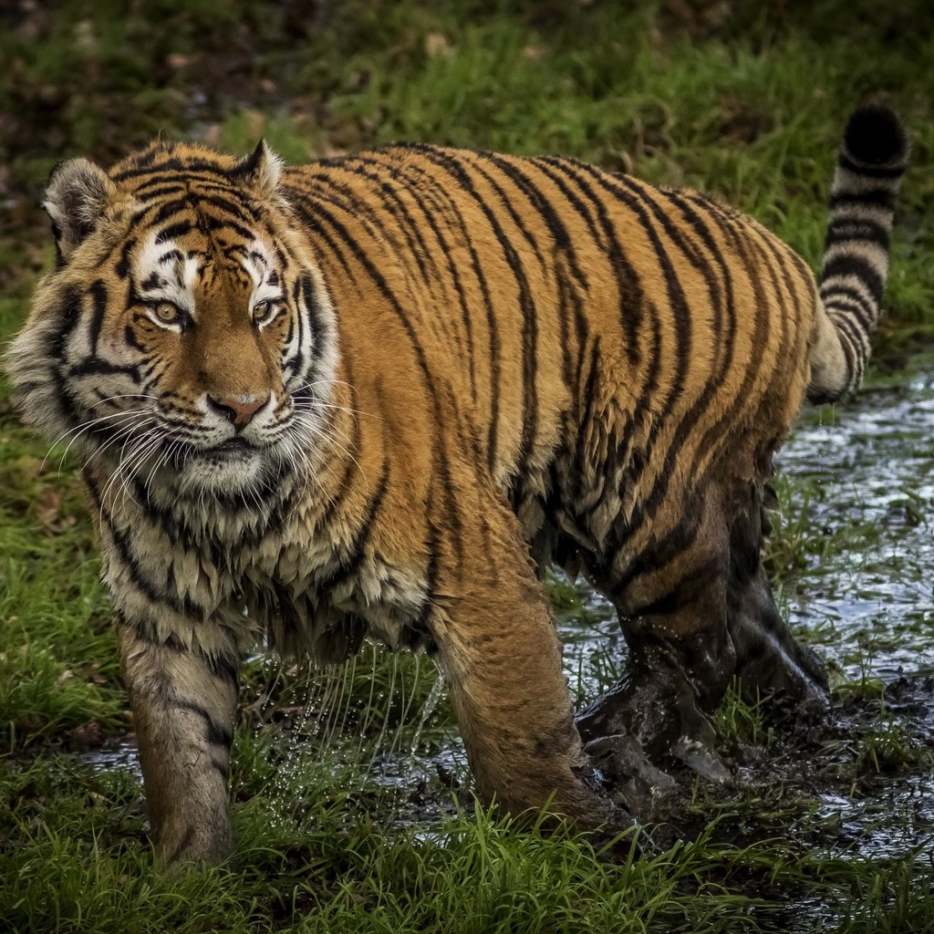 Обои тигр, грязь, хищник, большая кошка, tiger, dirt, predator, big cat разрешение 3655x2200 Загрузить