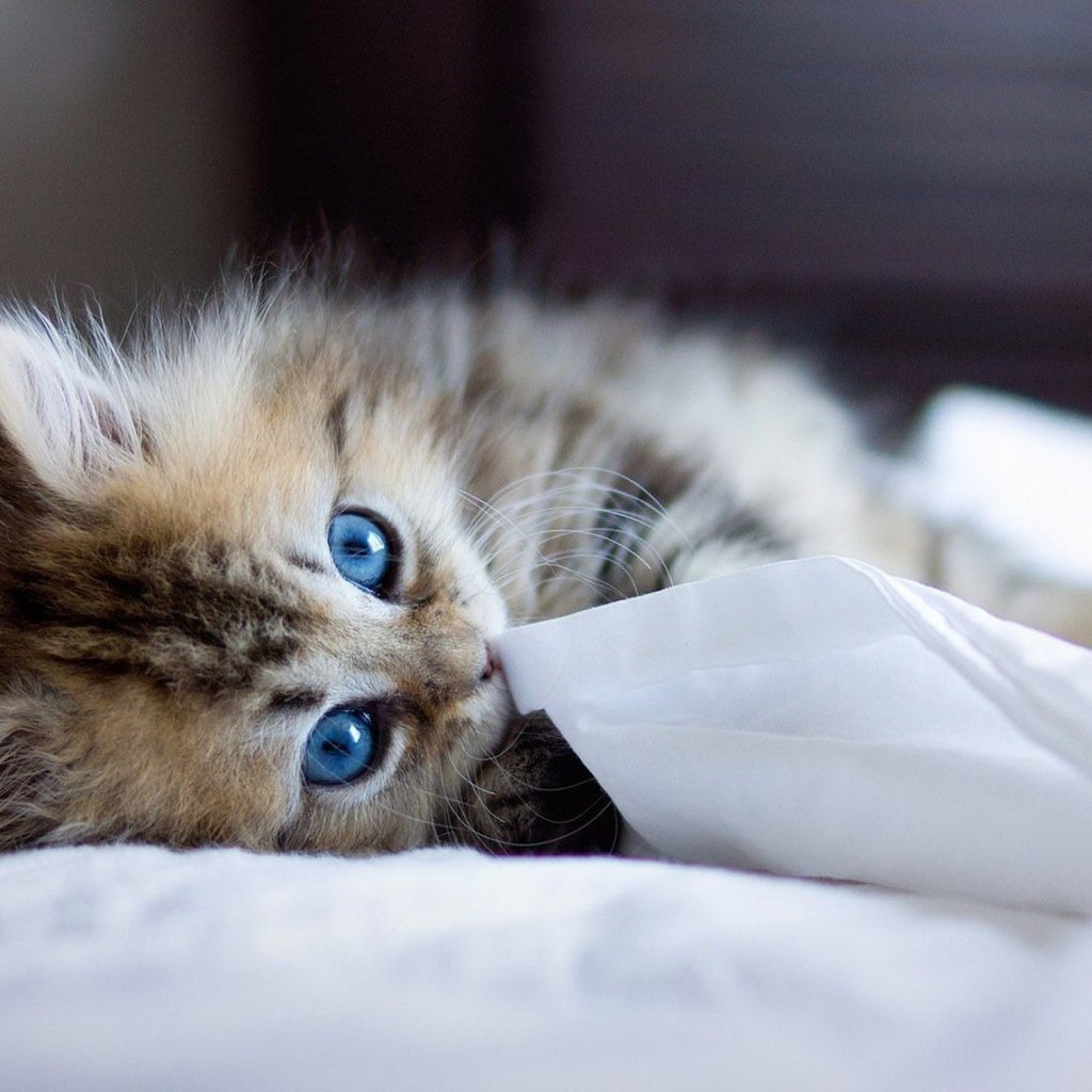 Обои кошка, взгляд, котенок, голубые глаза, cat, look, kitty, blue eyes разрешение 1920x1200 Загрузить