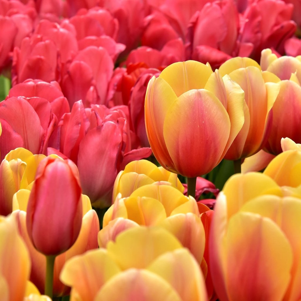Обои бутоны, лепестки, тюльпаны, buds, petals, tulips разрешение 2048x1367 Загрузить