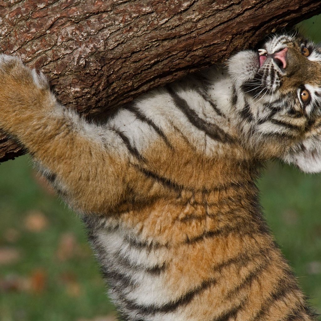 Обои тигр, тигренок, бревно, детеныш, амурский тигр, tiger, log, cub, the amur tiger разрешение 2560x1600 Загрузить