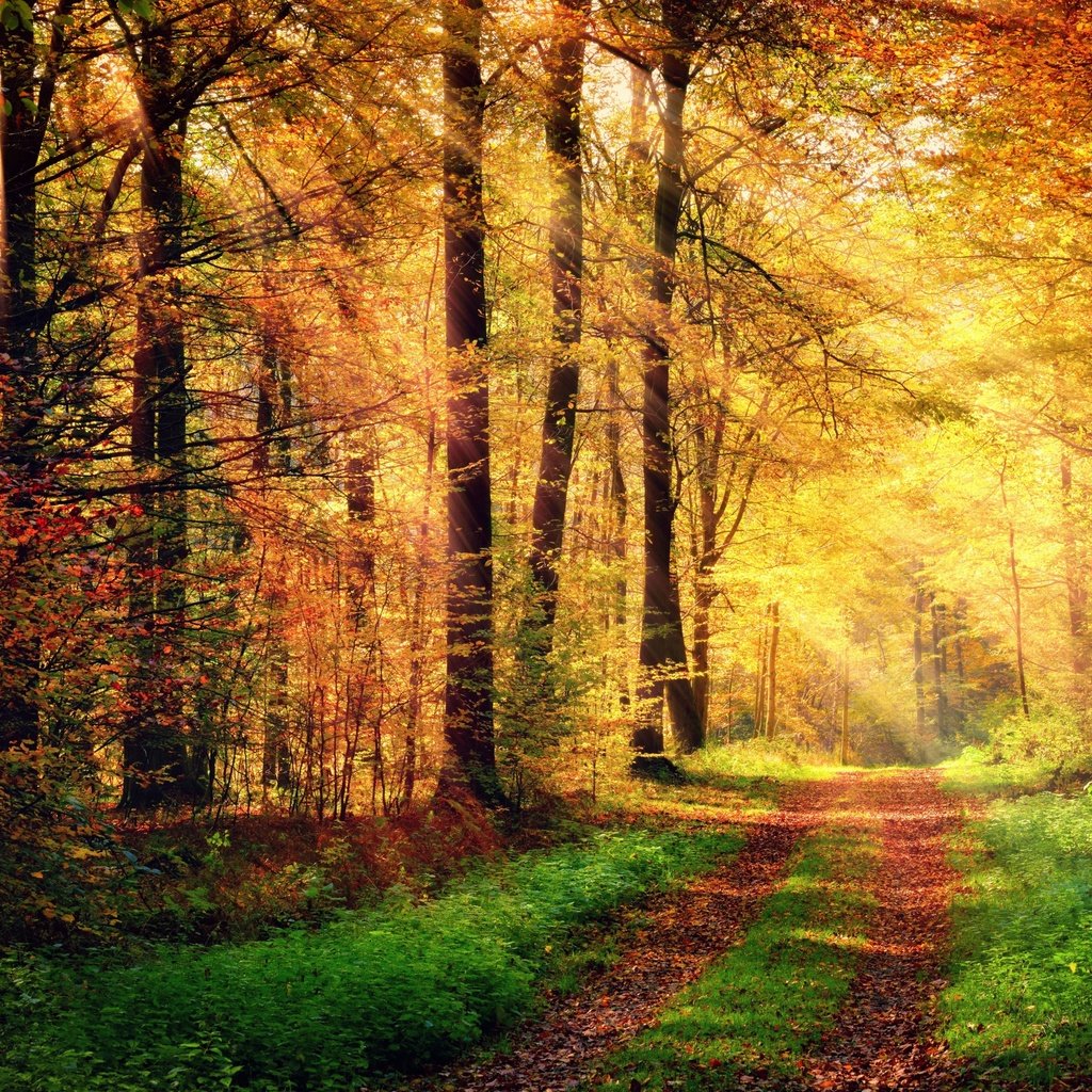 Обои дорога, деревья, природа, лес, осень, солнечные лучи, road, trees, nature, forest, autumn, the sun's rays разрешение 2880x1800 Загрузить