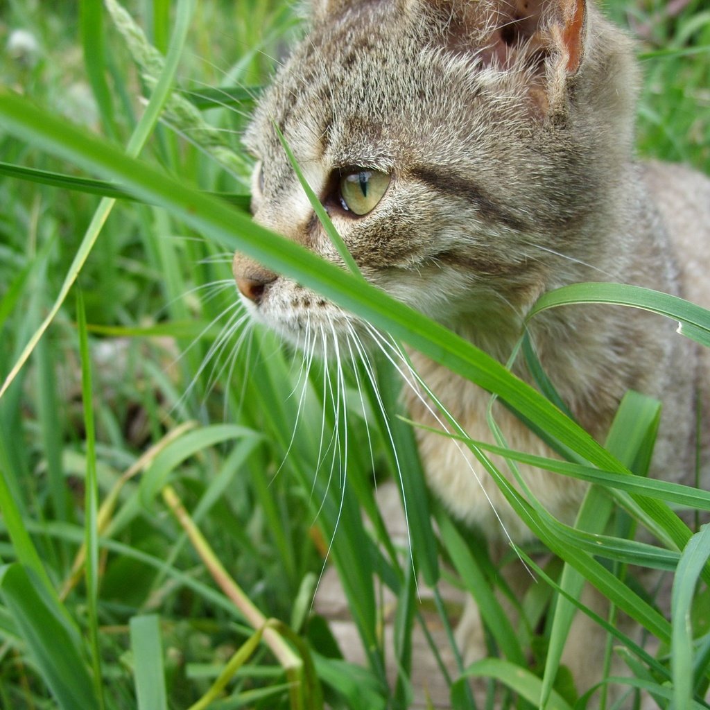 Обои глаза, трава, кот, мордочка, усы, кошка, котенок, eyes, grass, cat, muzzle, mustache, kitty разрешение 3207x2424 Загрузить