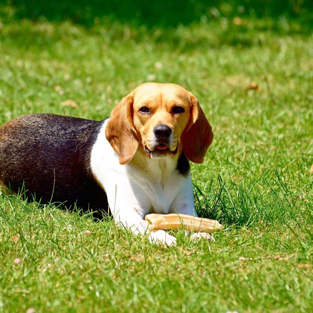 Обои трава, собака, игра, животное, бигль, grass, dog, the game, animal, beagle разрешение 2296x1528 Загрузить