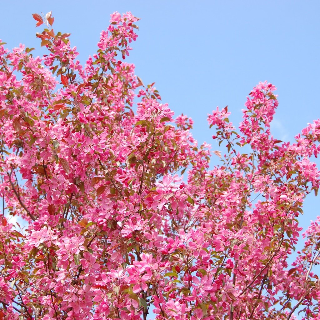 Обои небо, цветы, природа, дерево, цветение, ветки, весна, the sky, flowers, nature, tree, flowering, branches, spring разрешение 3008x2000 Загрузить