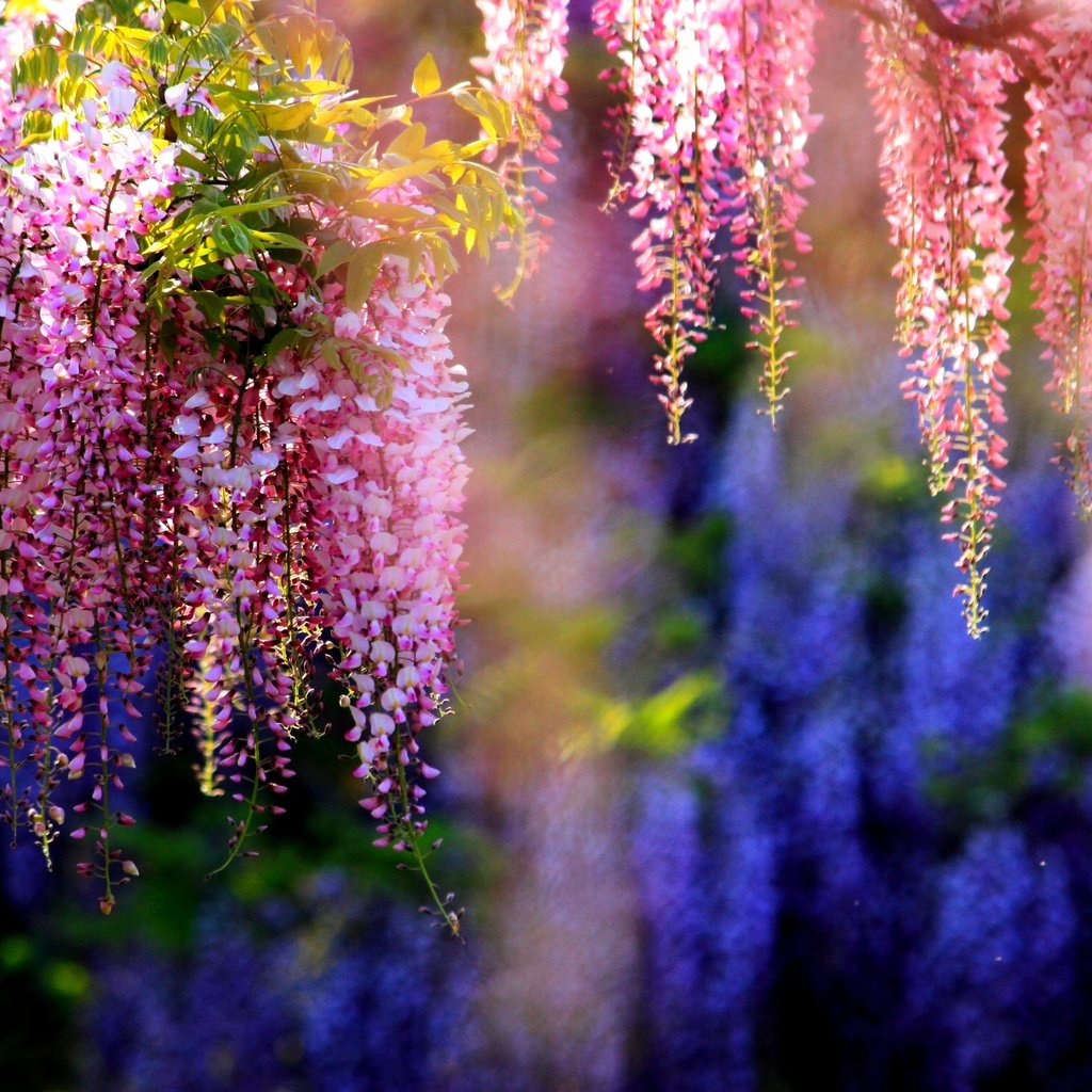 цветение глицинии в японии