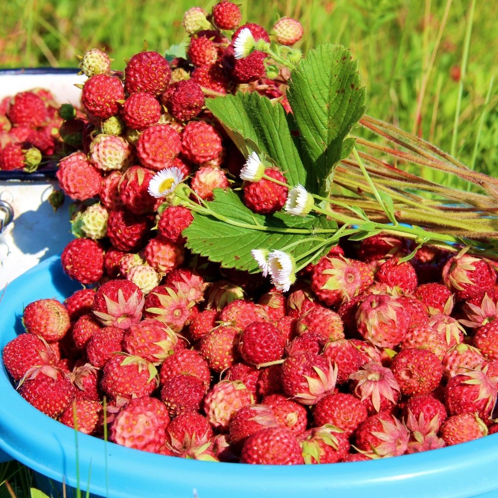 Обои листья, лето, ягоды, земляника, leaves, summer, berries, strawberries разрешение 3048x2000 Загрузить