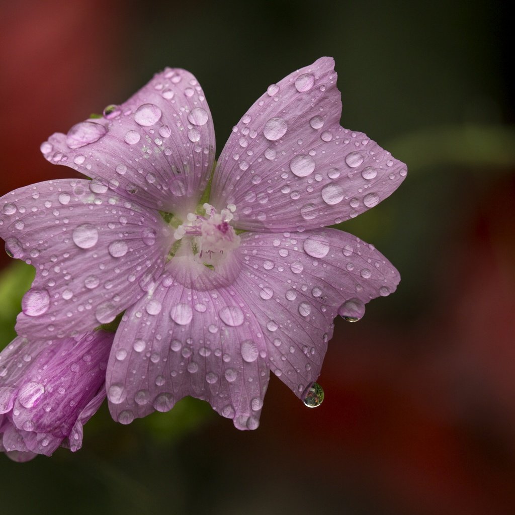 Обои макро, цветок, капли, размытость, розовый цветок, мальва, macro, flower, drops, blur, pink flower, mallow разрешение 4803x3840 Загрузить