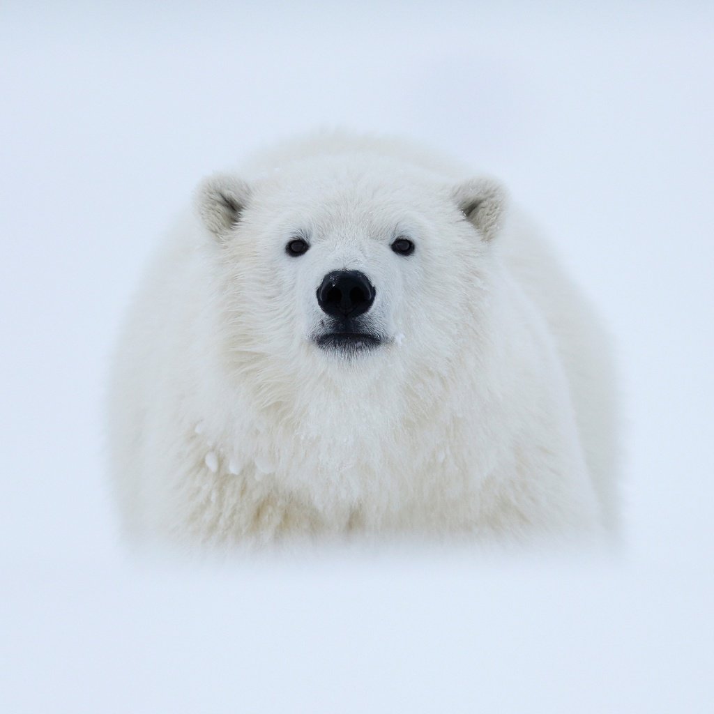 Обои морда, снег, фон, полярный медведь, взгляд, медведь, белый медведь, арктика, полярный, polar, face, snow, background, polar bear, look, bear, arctic разрешение 3000x1687 Загрузить