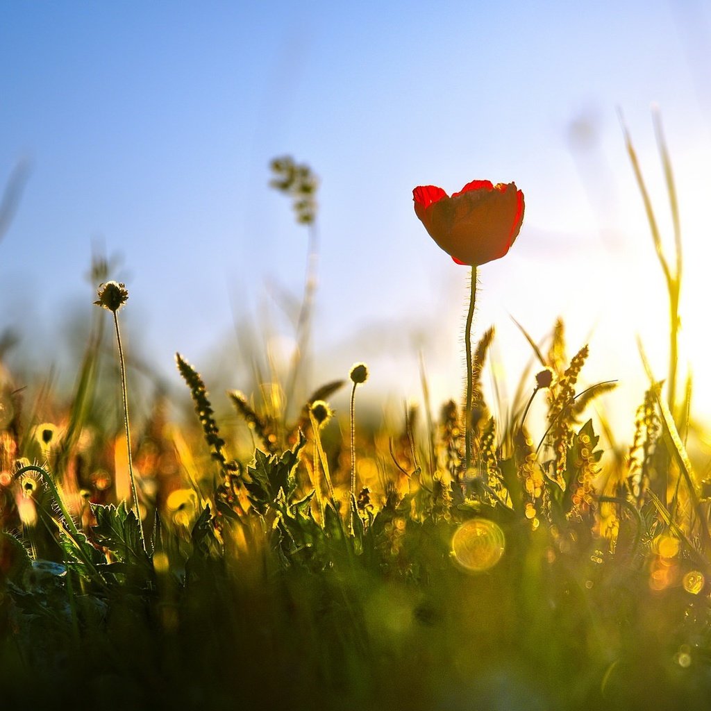 Обои свет, трава, природа, лето, тюльпан, полевые цветы, light, grass, nature, summer, tulip, wildflowers разрешение 2048x1088 Загрузить