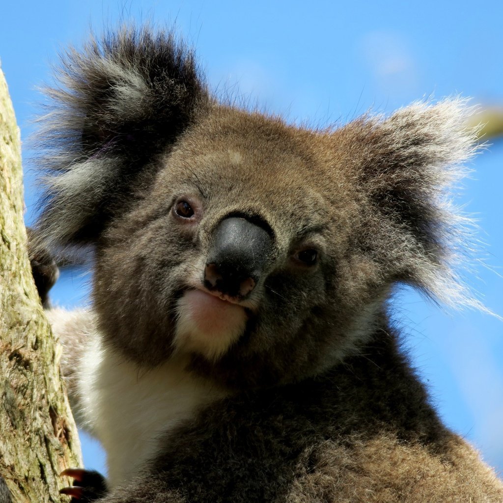 Обои мордочка, взгляд, животное, коала, muzzle, look, animal, koala разрешение 2880x2160 Загрузить