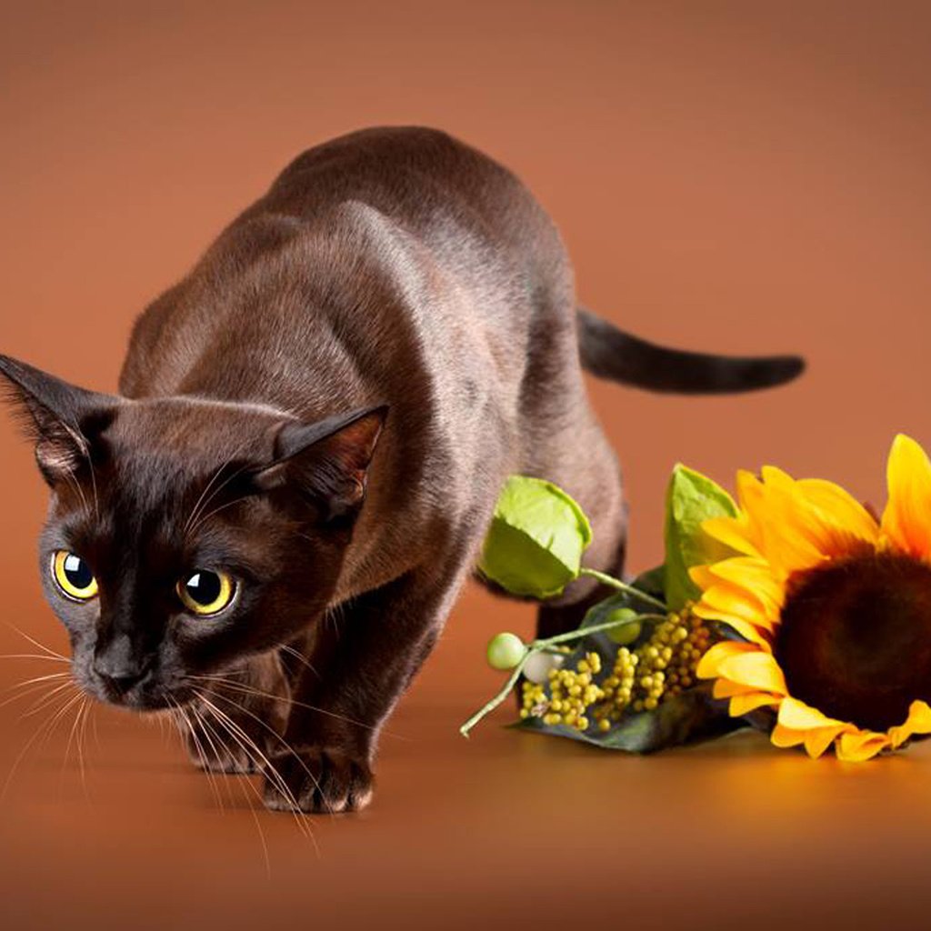 Обои цветок, кот, мордочка, усы, кошка, взгляд, подсолнух, животное, бурманская, burmese, flower, cat, muzzle, mustache, look, sunflower, animal разрешение 1981x1414 Загрузить