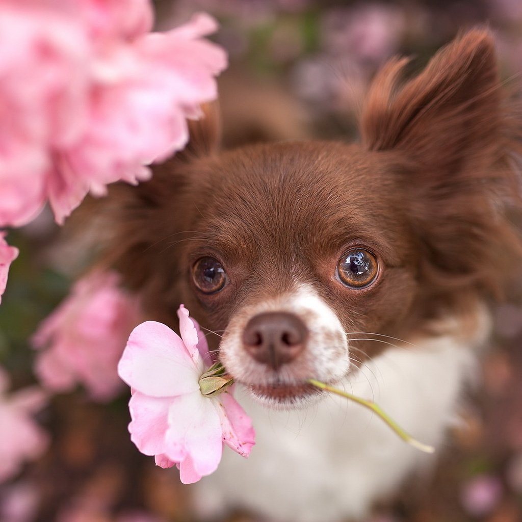 Обои цветы, взгляд, собака, животное, пес, чихуахуа, flowers, look, dog, animal, chihuahua разрешение 1920x1200 Загрузить