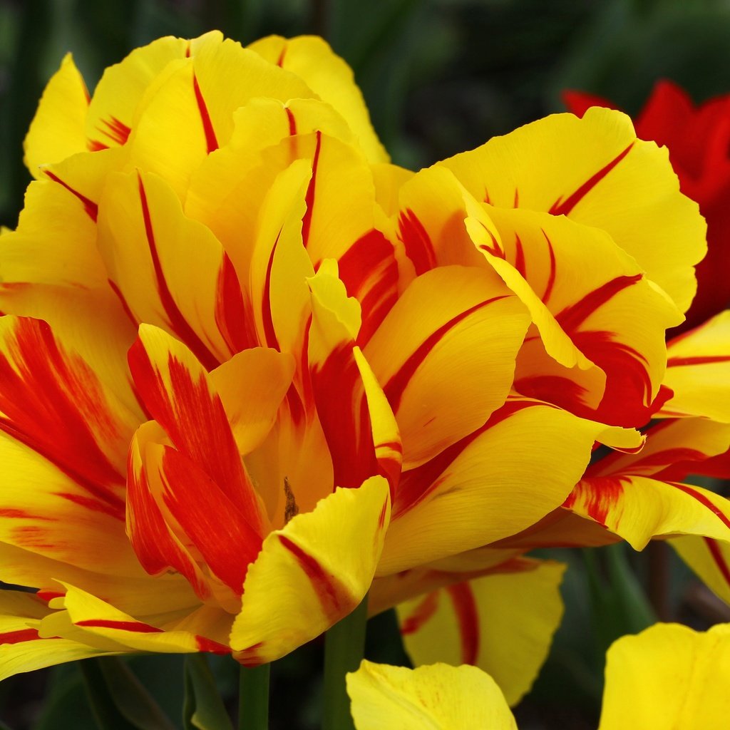 Обои цветы, макро, лепестки, весна, тюльпаны, тюльпан, flowers, macro, petals, spring, tulips, tulip разрешение 4890x3060 Загрузить