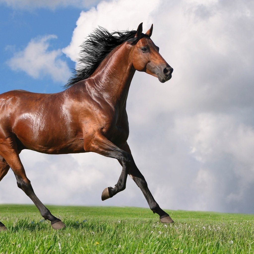 Обои небо, лошадь, трава, облака, конь, грива, хвост, the sky, horse, grass, clouds, mane, tail разрешение 1920x1080 Загрузить