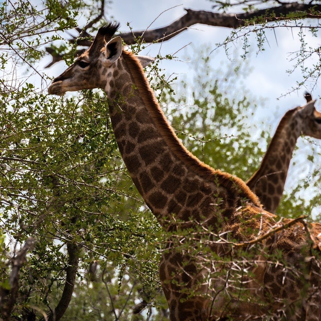 Обои животные, жирафы, ветви, шея, листва, пятна, пара, двое, окрас, жираф, animals, giraffes, branch, neck, foliage, spot, pair, two, color, giraffe разрешение 2560x1600 Загрузить
