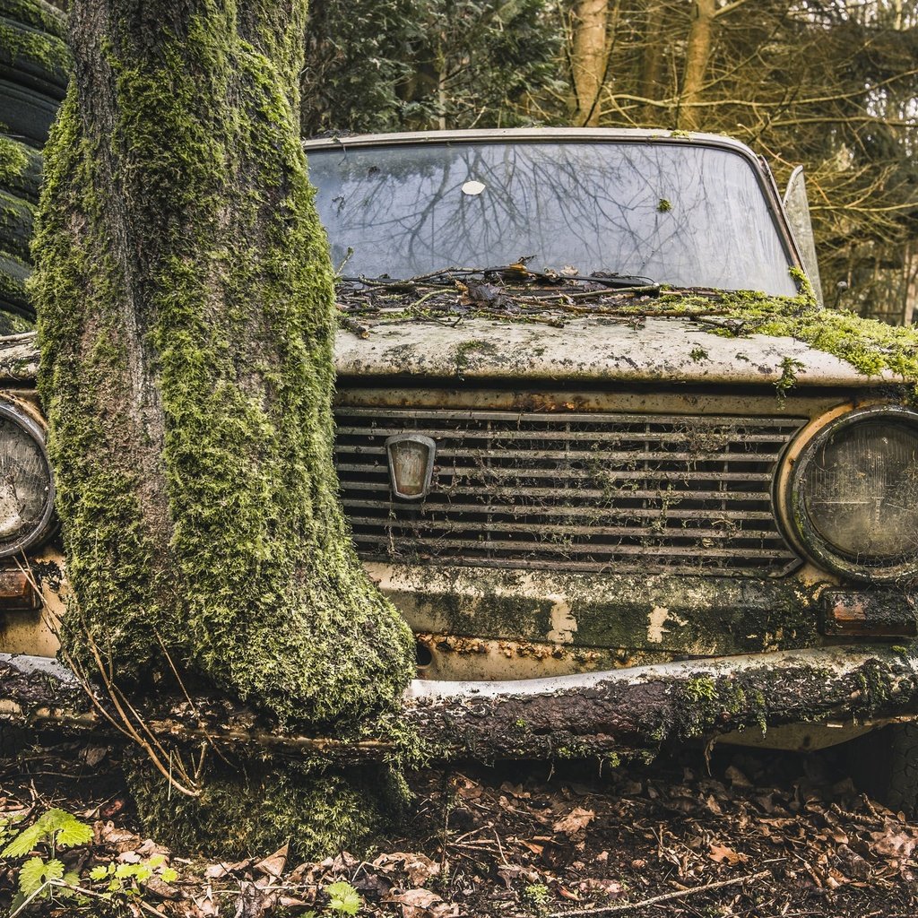 Обои дерево, авто, мох, лом, жигули, tree, auto, moss, scrap, lada разрешение 2048x1367 Загрузить