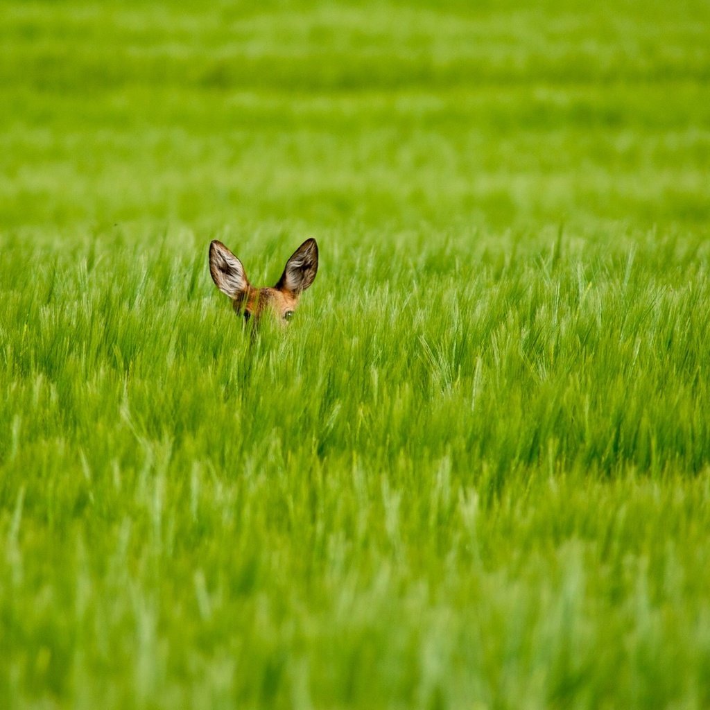 Обои трава, олень, взгляд, размытость, уши, олененок, grass, deer, look, blur, ears, fawn разрешение 1920x1200 Загрузить
