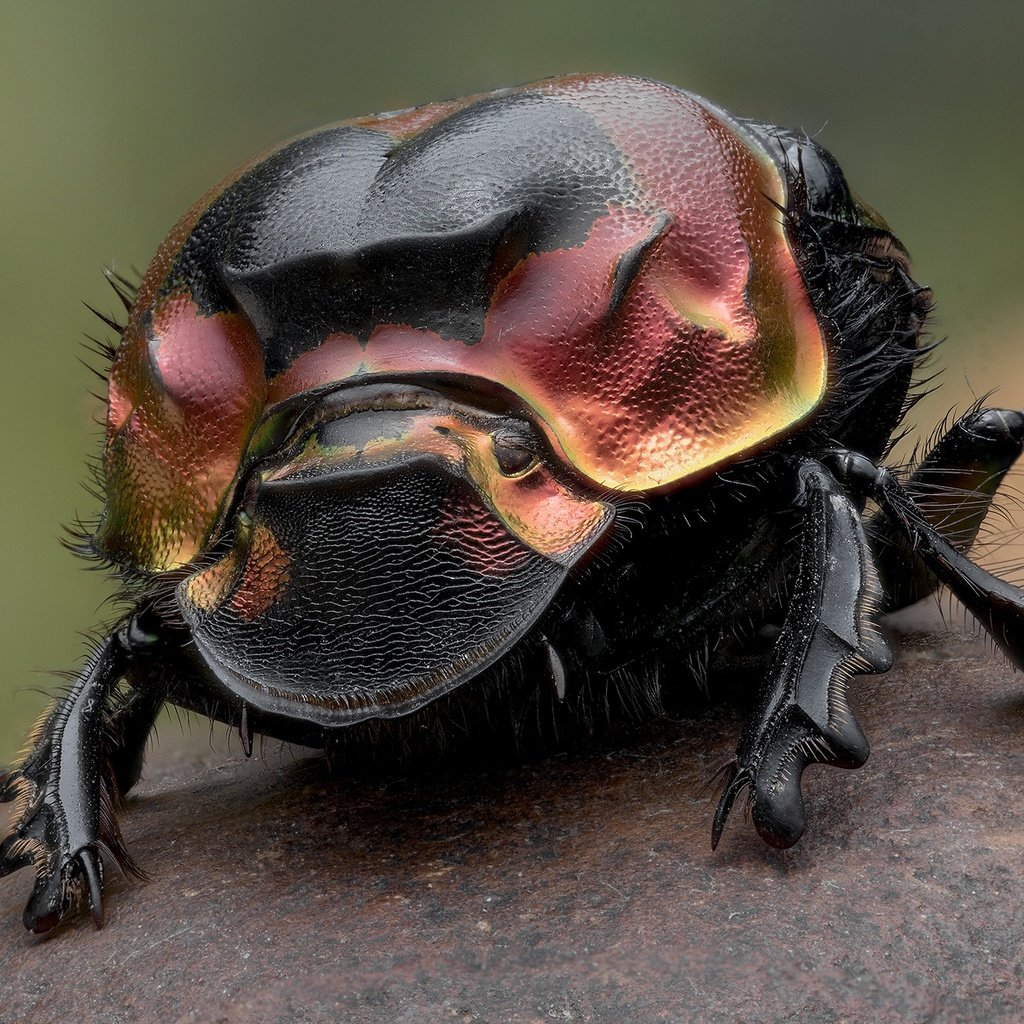 Обои жук, насекомое, лапки, навозник, beetle, insect, legs, dung beetle разрешение 2000x1336 Загрузить
