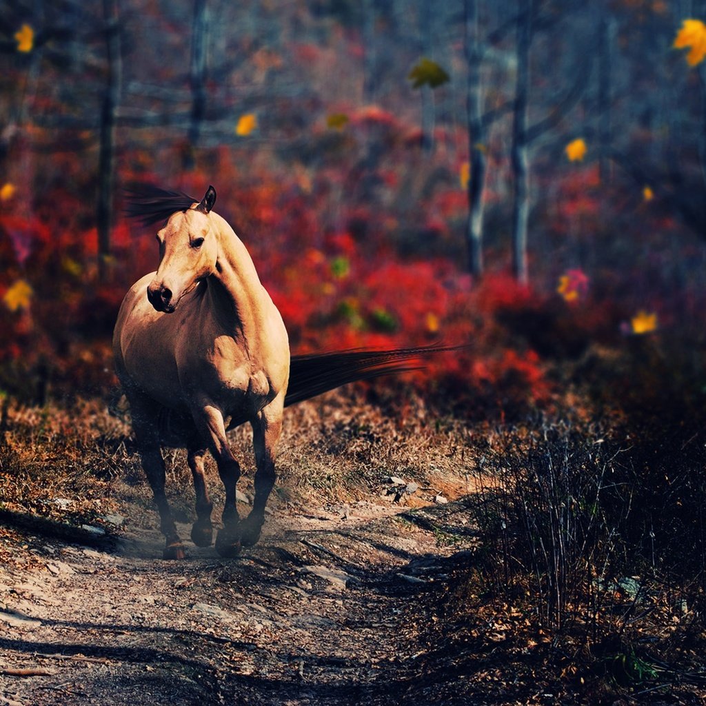 Обои лошадь, деревья, природа, осень, конь, horse, trees, nature, autumn разрешение 2560x1440 Загрузить