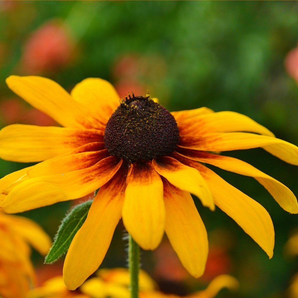 Обои желтый, цветок, лепестки, рудбекия, yellow, flower, petals, rudbeckia разрешение 3002x1854 Загрузить