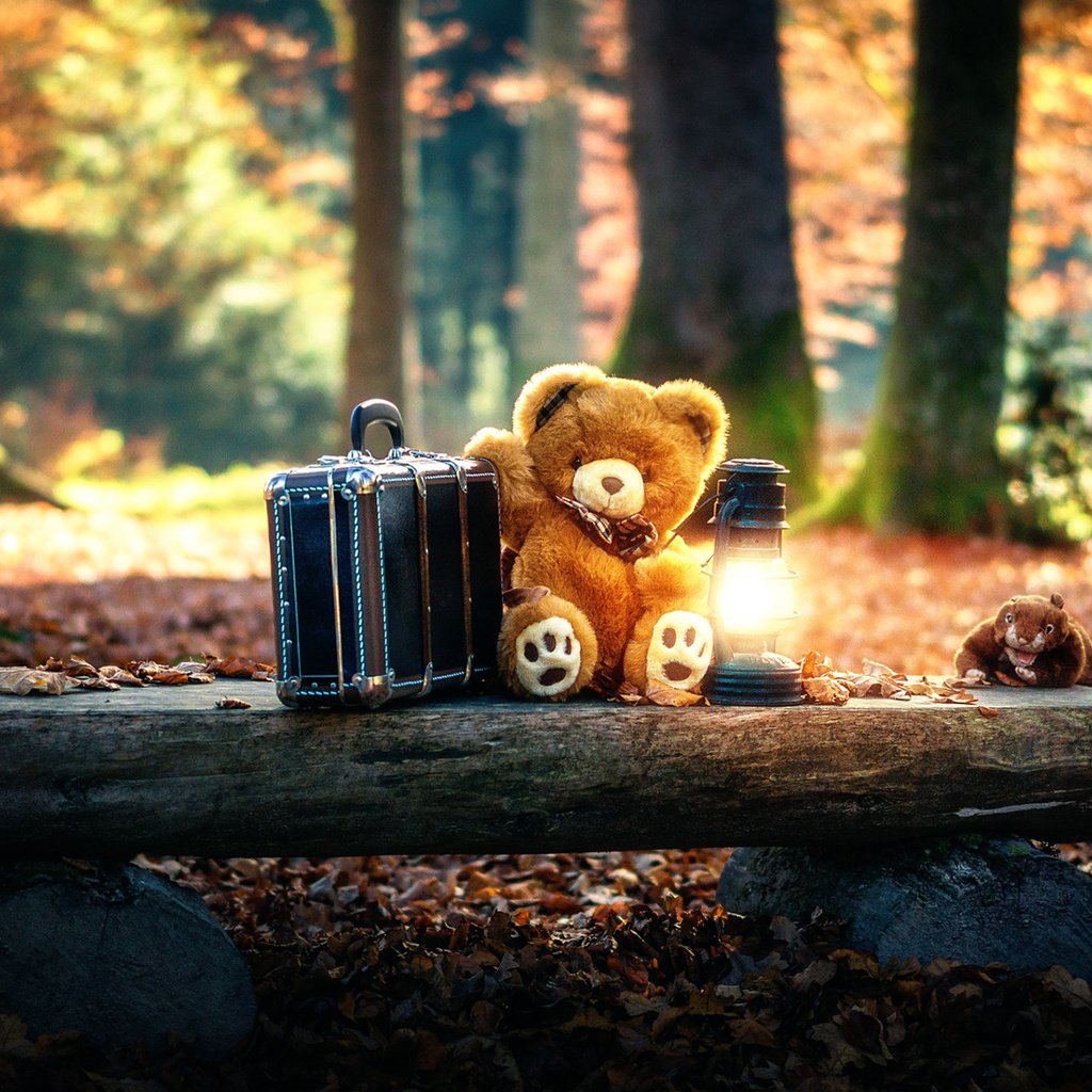 Обои лес, мишка, игрушка, фонарь, чемодан, forest, bear, toy, lantern, suitcase разрешение 1920x1200 Загрузить