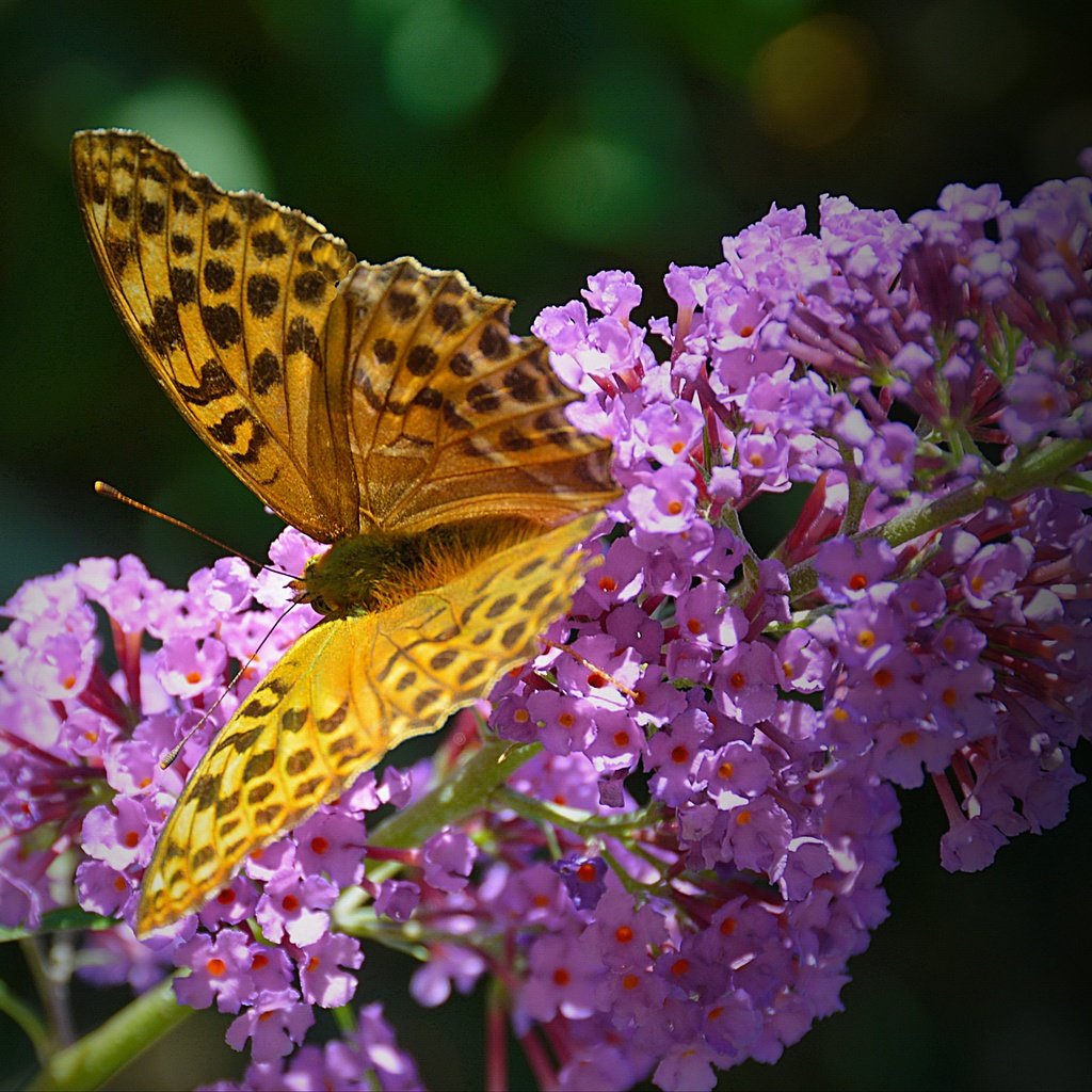 Обои насекомое, бабочка, крылья, цветочки, insect, butterfly, wings, flowers разрешение 4308x2987 Загрузить
