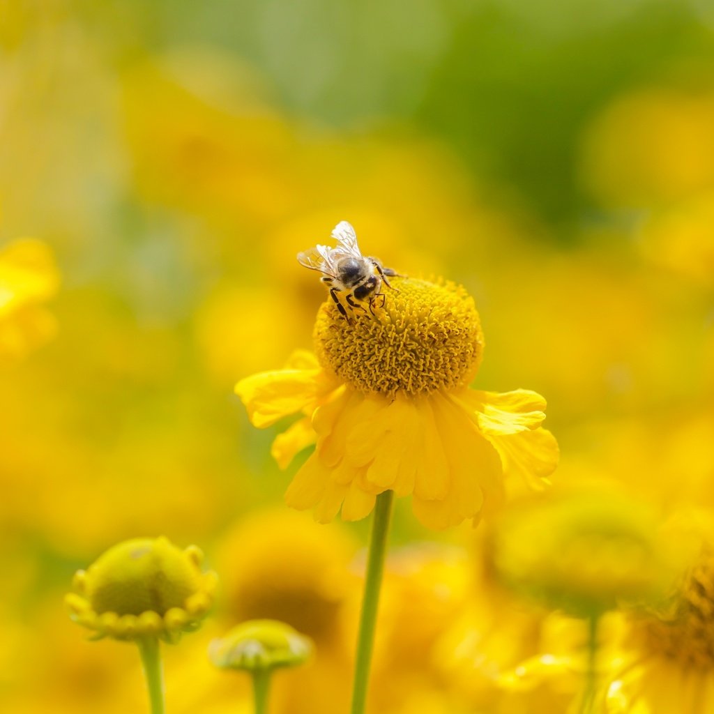 Обои цветы, насекомое, лето, размытость, пчела, желтые, flowers, insect, summer, blur, bee, yellow разрешение 2400x1350 Загрузить