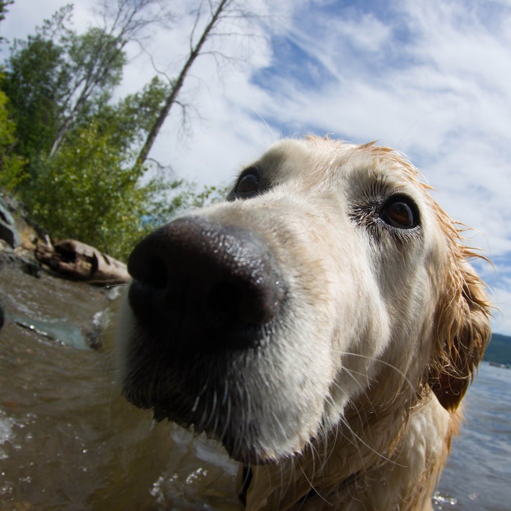 Обои вода, фон, собака, друг, нос, золотистый ретривер, water, background, dog, each, nose, golden retriever разрешение 2048x1362 Загрузить