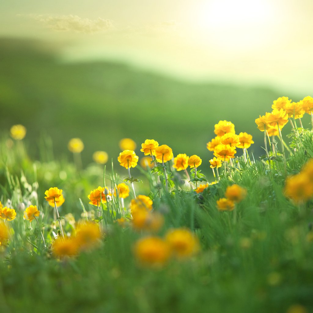 Обои цветы, холмы, природа, пейзаж, поле, лето, flowers, hills, nature, landscape, field, summer разрешение 2560x1600 Загрузить