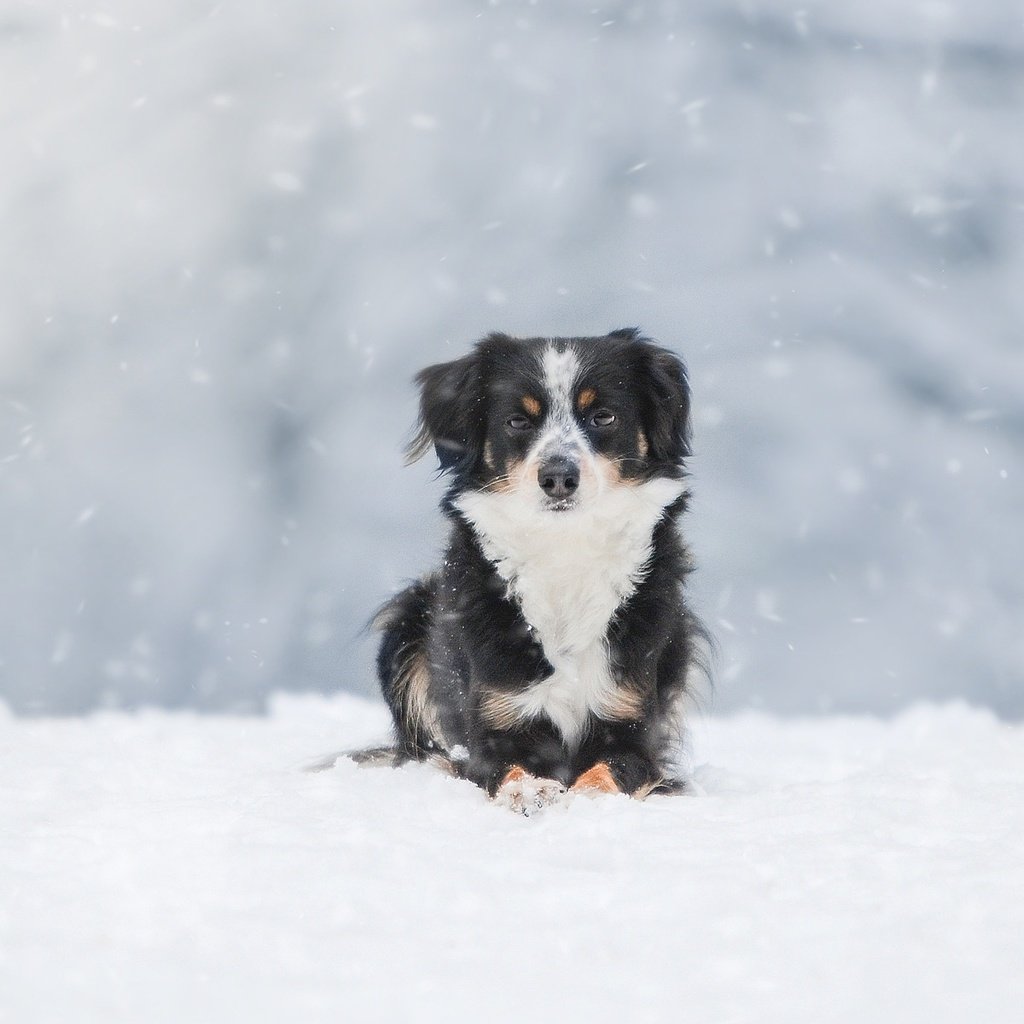 Обои снег, зима, собака, австралийская овчарка, snow, winter, dog, australian shepherd разрешение 1920x1200 Загрузить