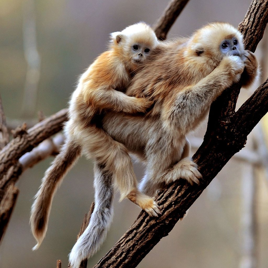 Обои приматы, обезьянки, обезьяны, гиббон, primates, monkeys, monkey, gibbon разрешение 1920x1200 Загрузить