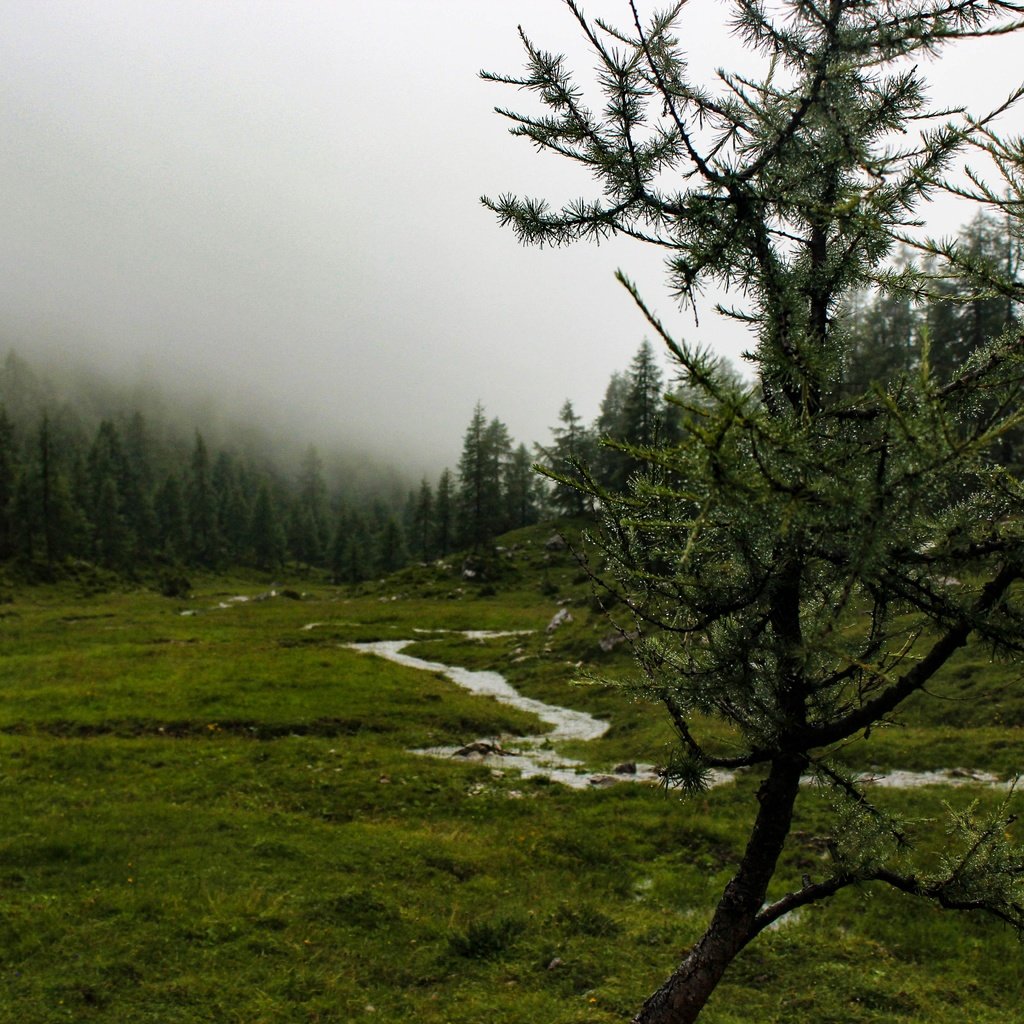 Обои деревья, река, природа, дерево, лес, пейзаж, туман, гора, trees, river, nature, tree, forest, landscape, fog, mountain разрешение 5184x3456 Загрузить