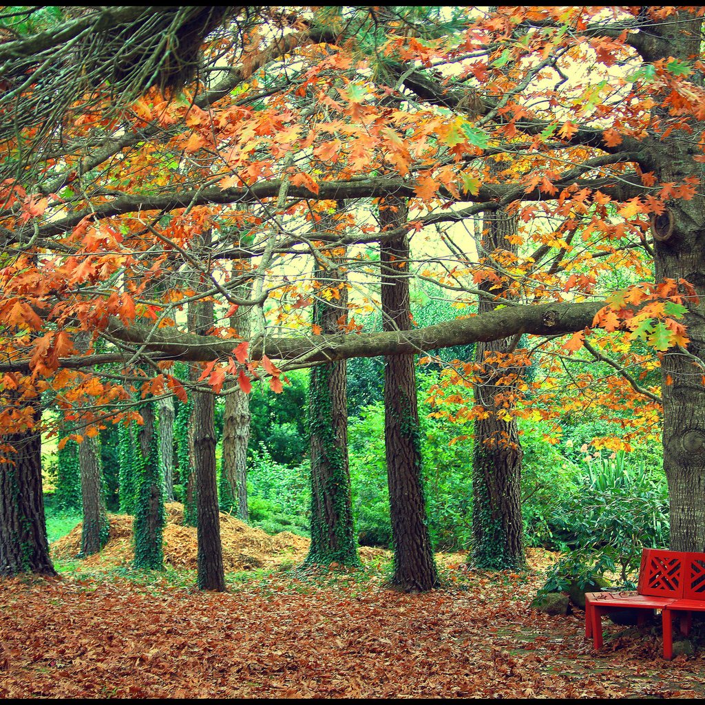 Обои деревья, листья, парк, осень, скамейка, trees, leaves, park, autumn, bench разрешение 2048x1374 Загрузить