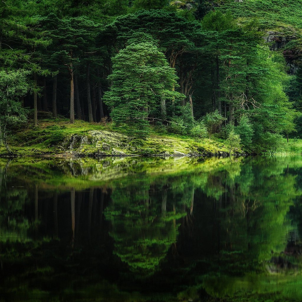 Обои деревья, река, природа, лес, отражение, trees, river, nature, forest, reflection разрешение 2880x1800 Загрузить