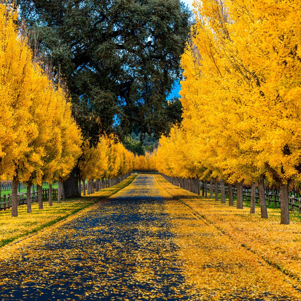 Обои дорога, деревья, природа, листья, парк, осень, забор, аллея, road, trees, nature, leaves, park, autumn, the fence, alley разрешение 3840x2400 Загрузить